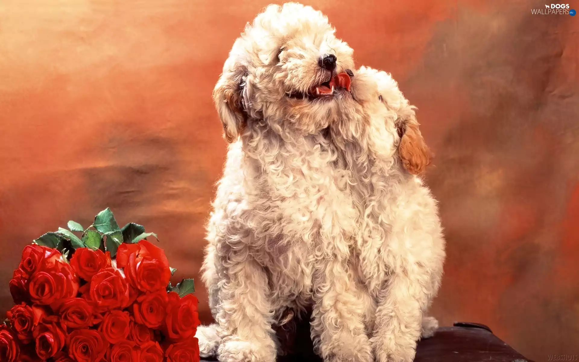 puppies, Red, roses, Poodles