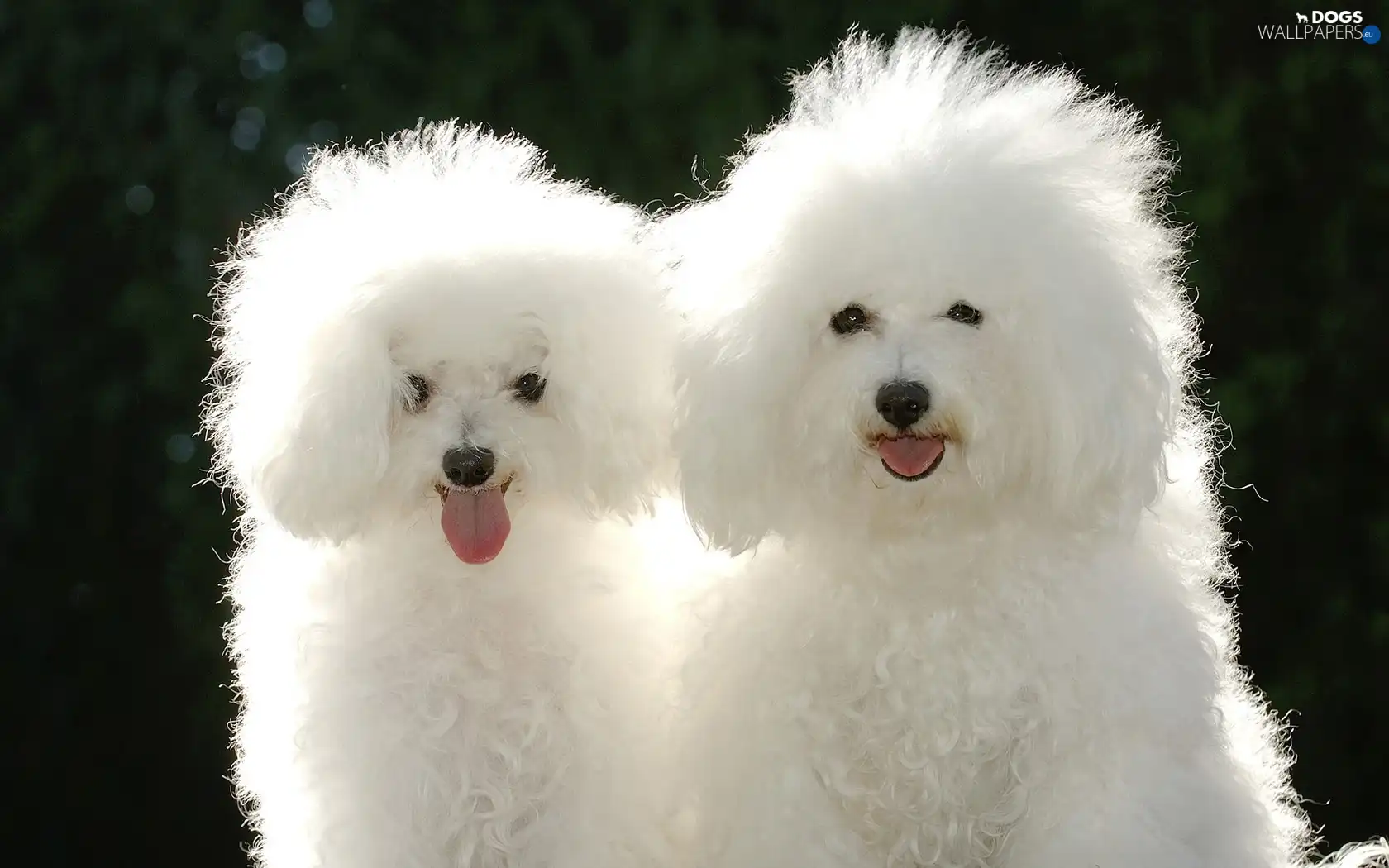 White, Poodles, puppies