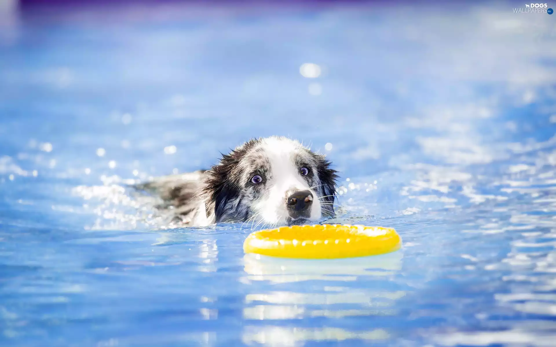 Ringo, Sport, swimmer, Pool, Border Collie