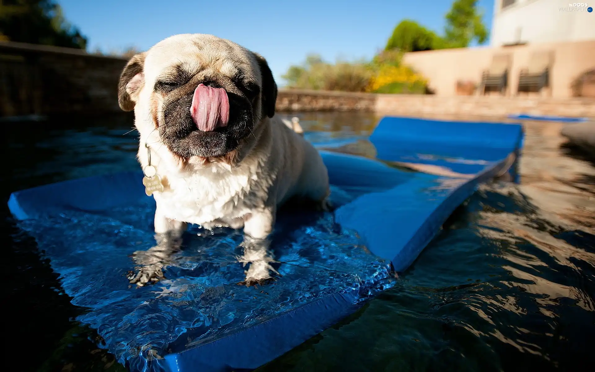 Tounge, Pool, pug