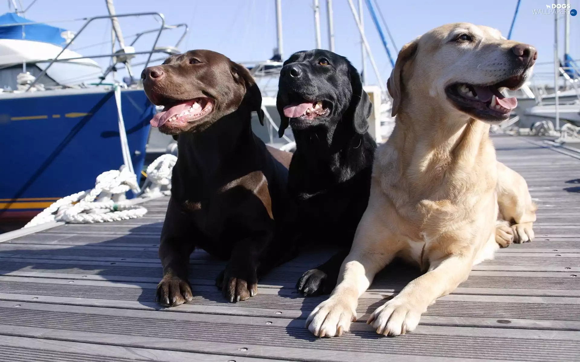 port, Three, puppies