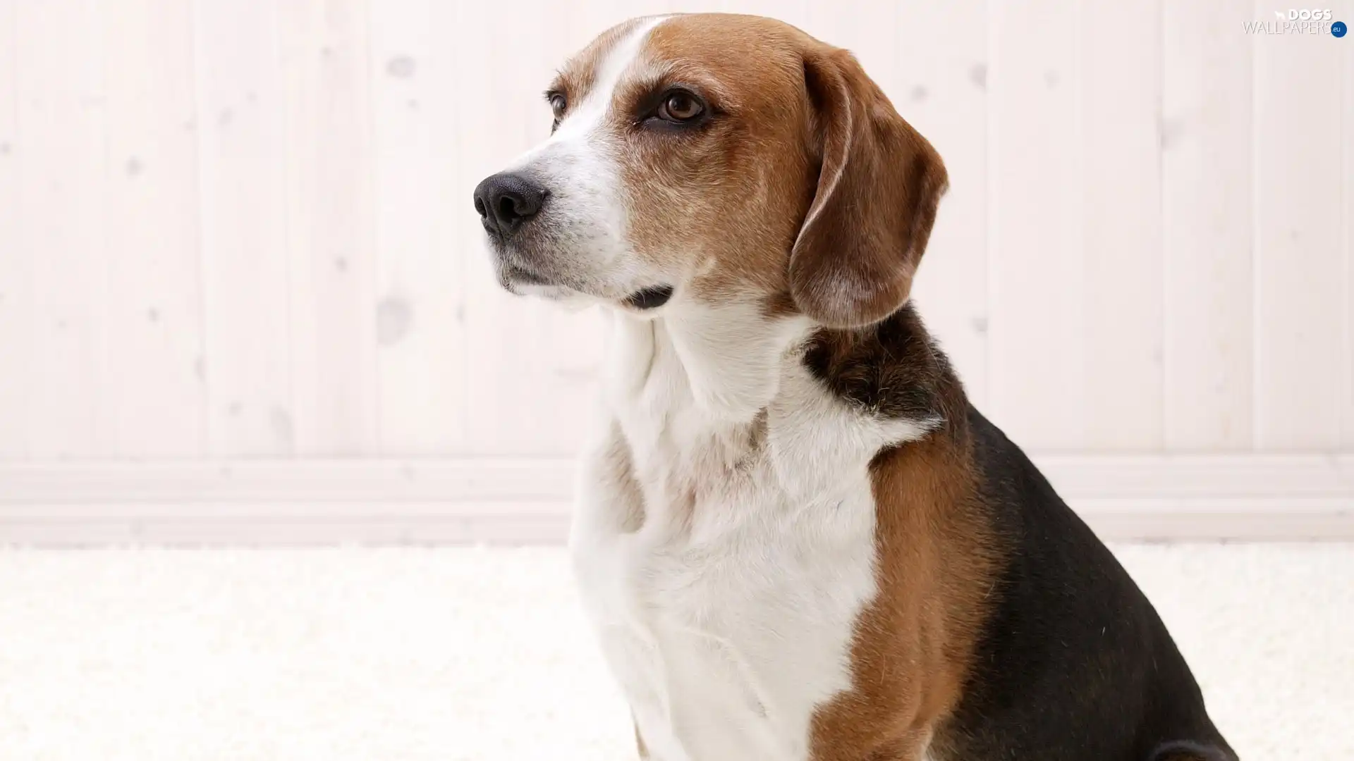 portrait, Beagle