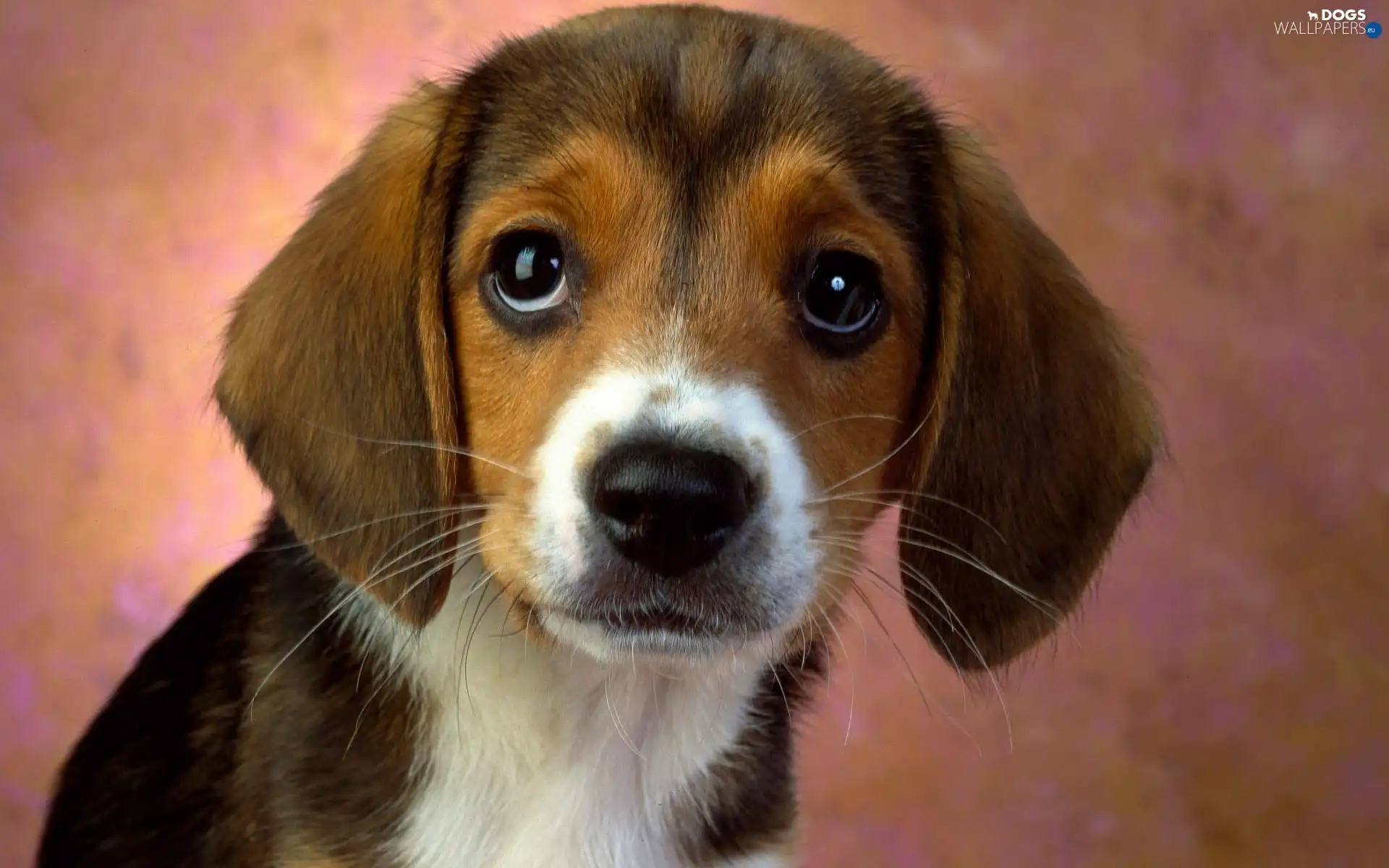 portrait, Beagle