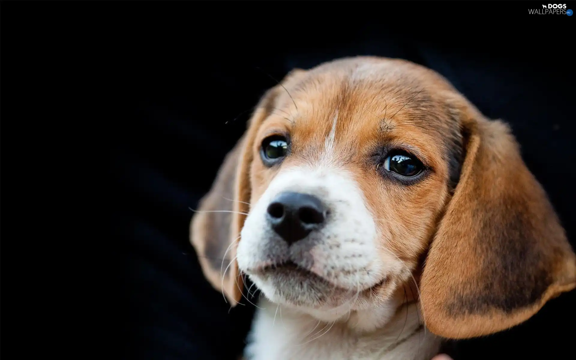 portrait, Beagle