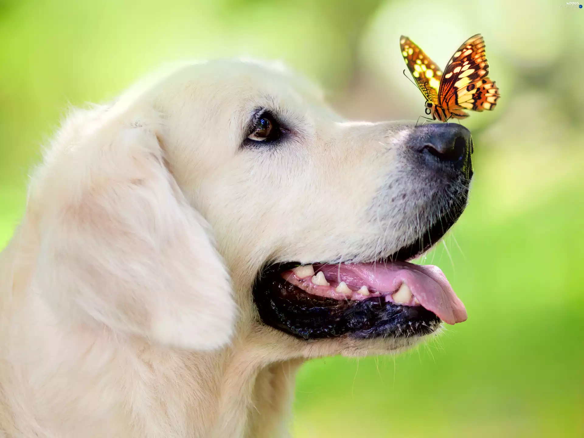 portrait, dog, butterfly