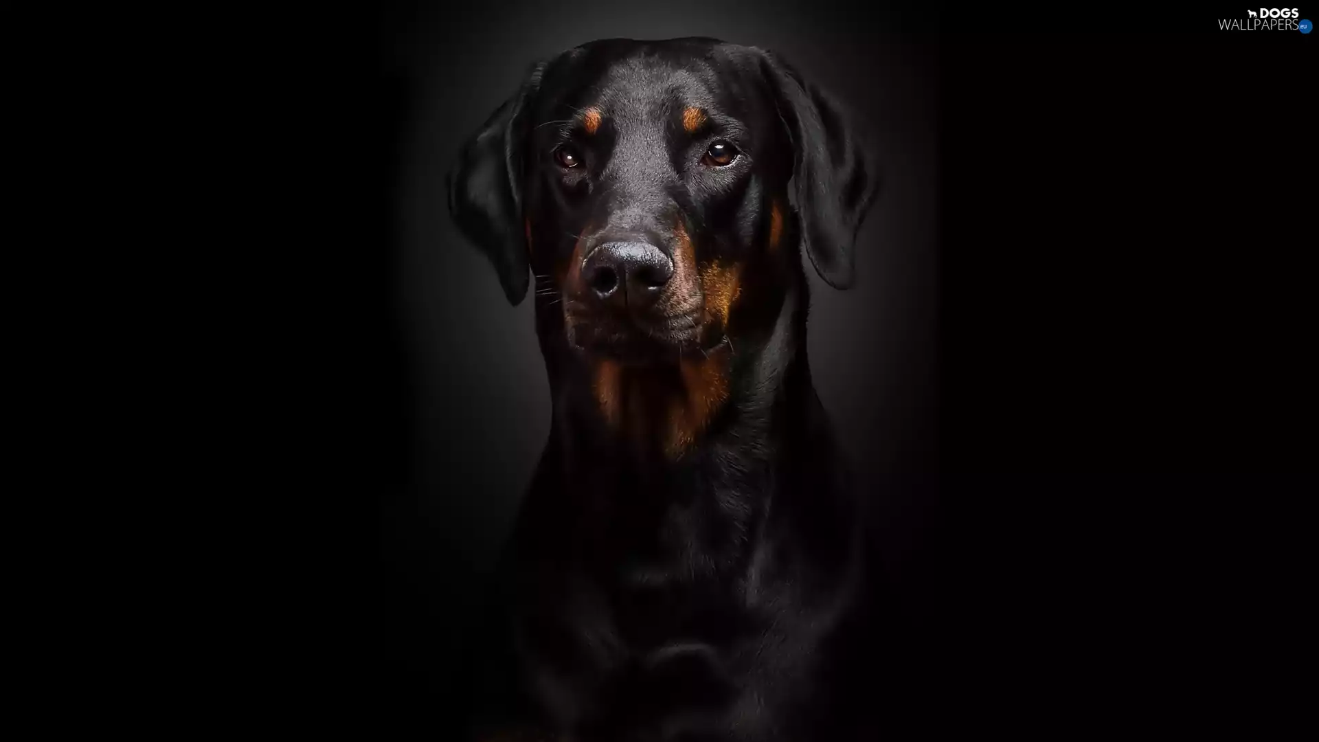Doberman, Black, background, portrait