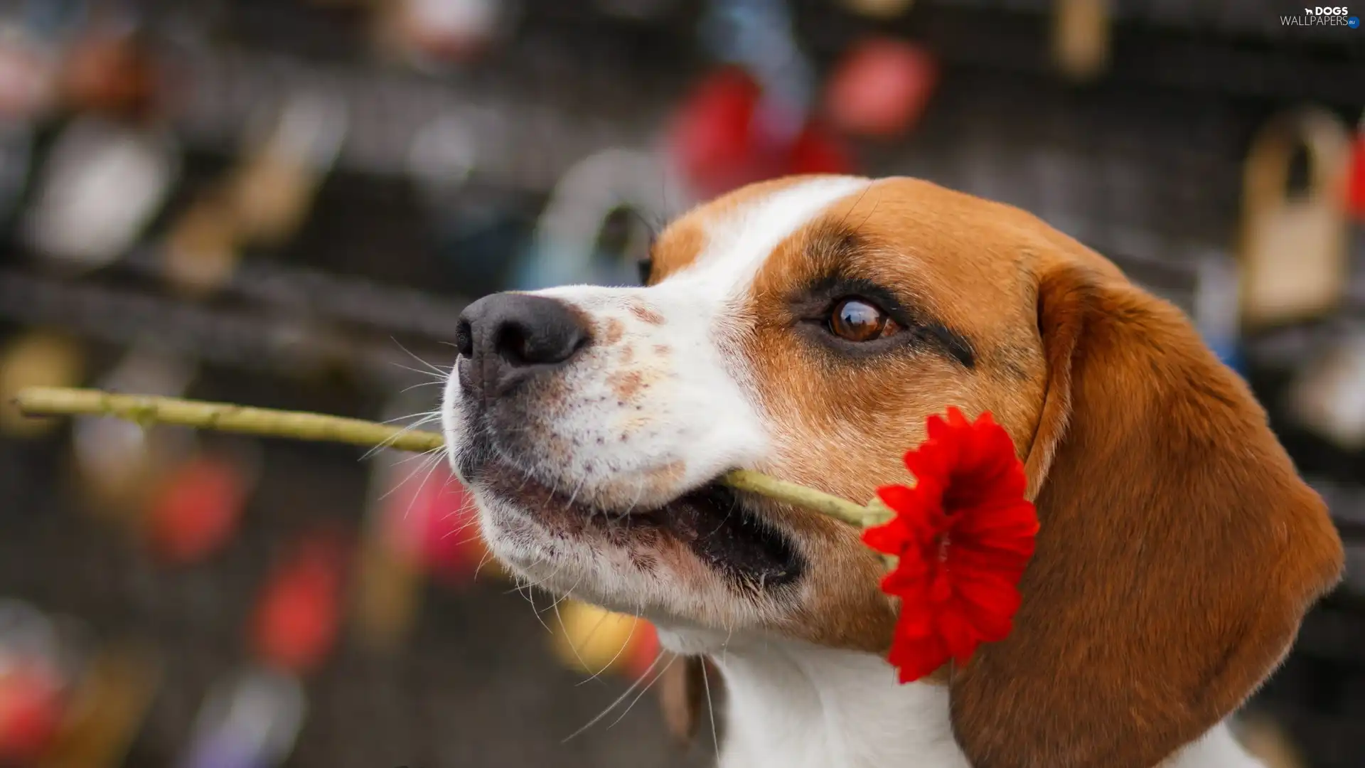 portrait, Gerbera, dog, DBZ