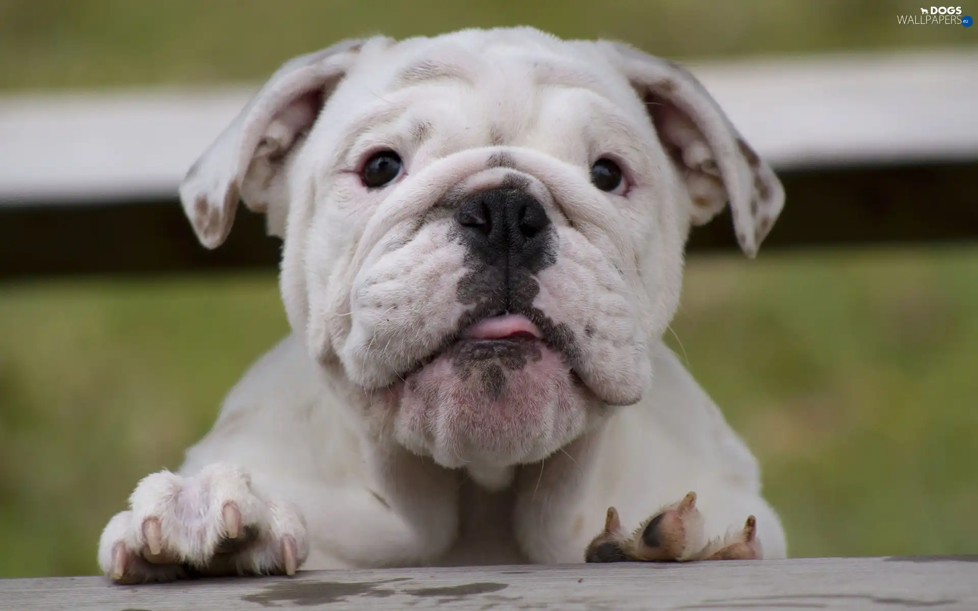 English, portrait, Buldog