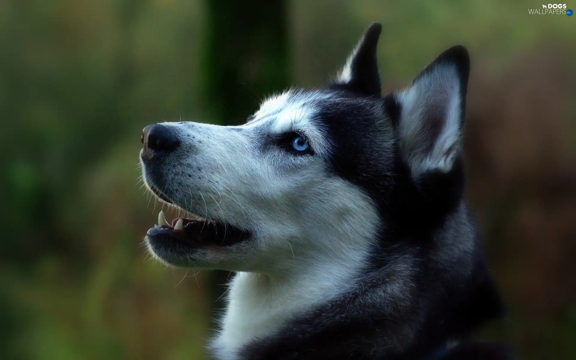 Husky, portrait, Siberian