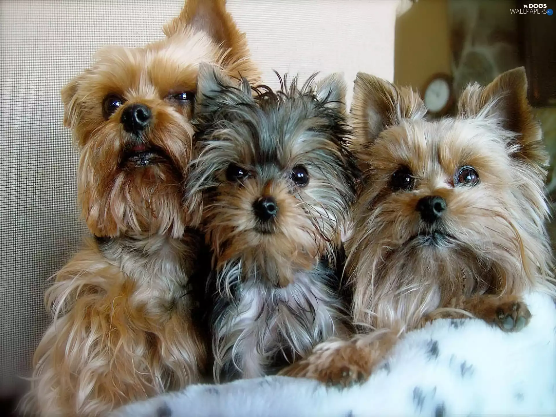 portrait, Three, Yorki