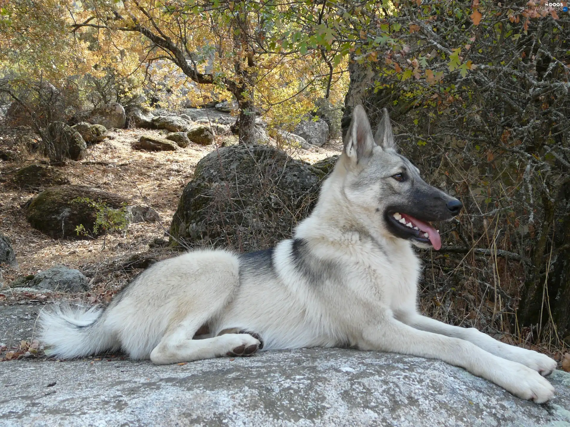 posed, ears, Laika zachodniosyberyjska