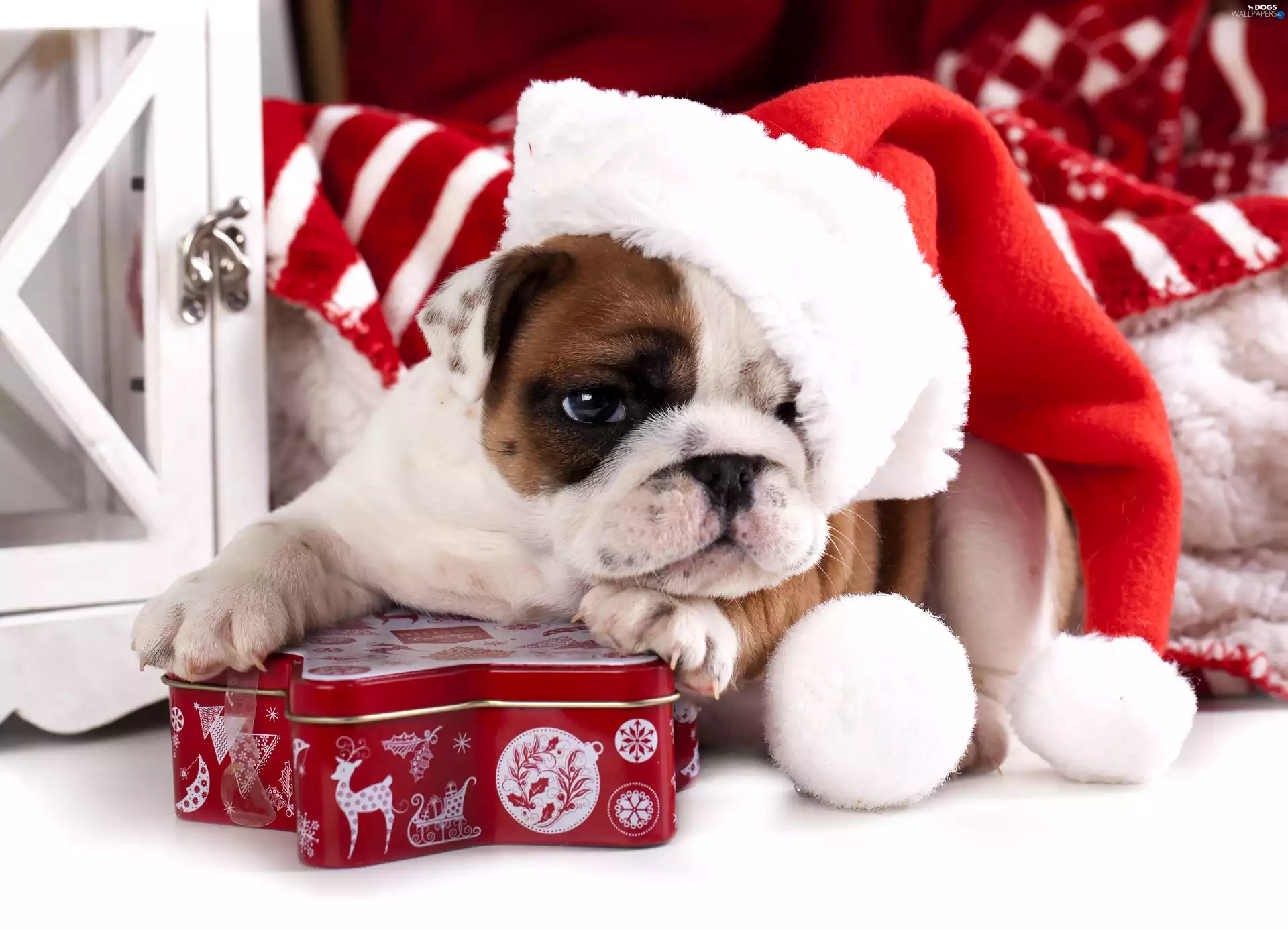 Nicholas, Present, Buldog, Hat, dog