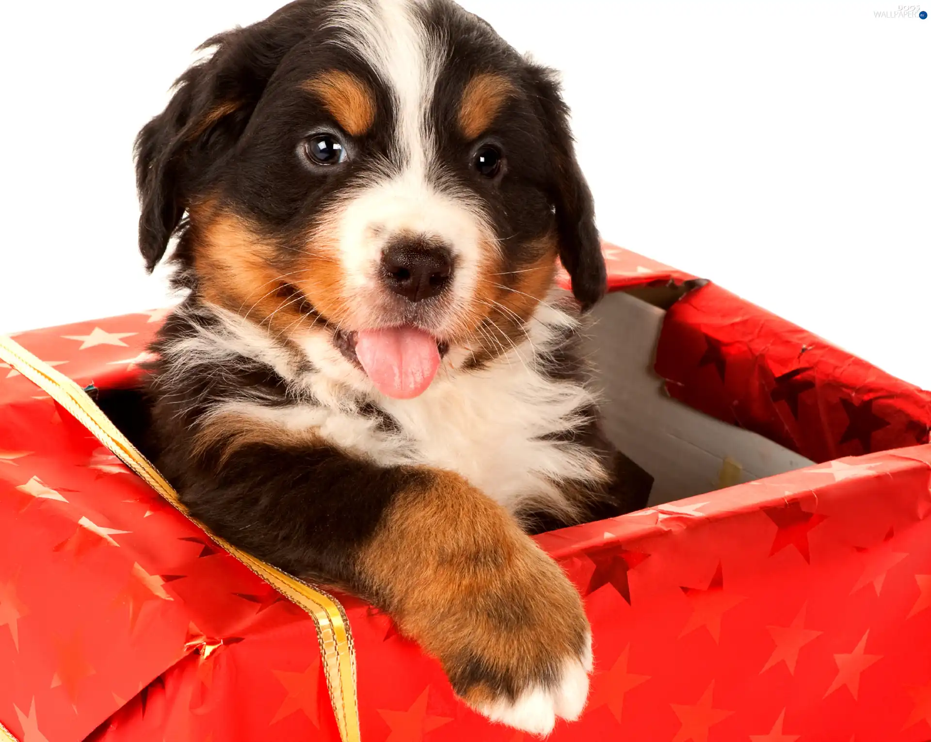 Present, dog