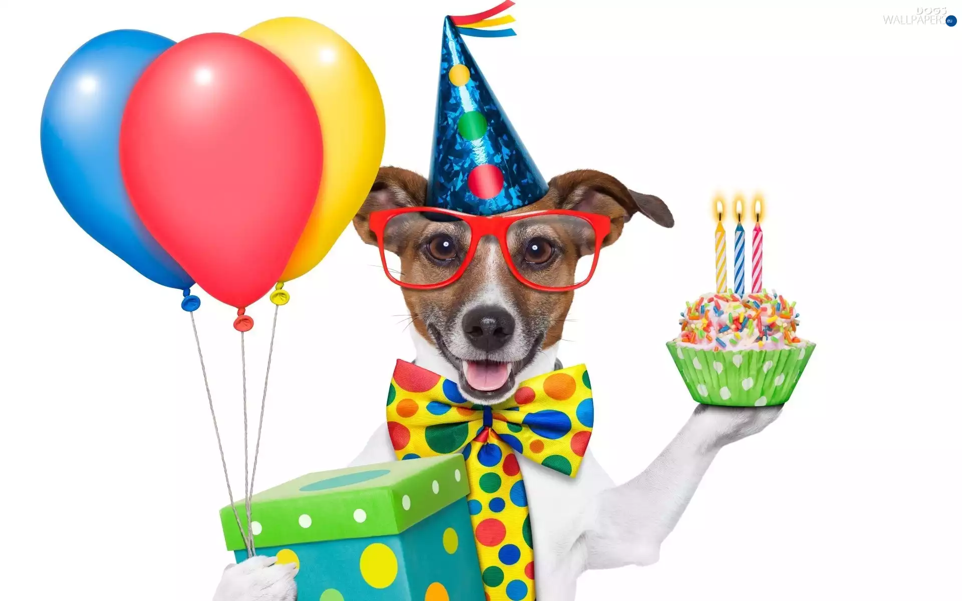 Glasses, Present, Funny, Balloons, dog