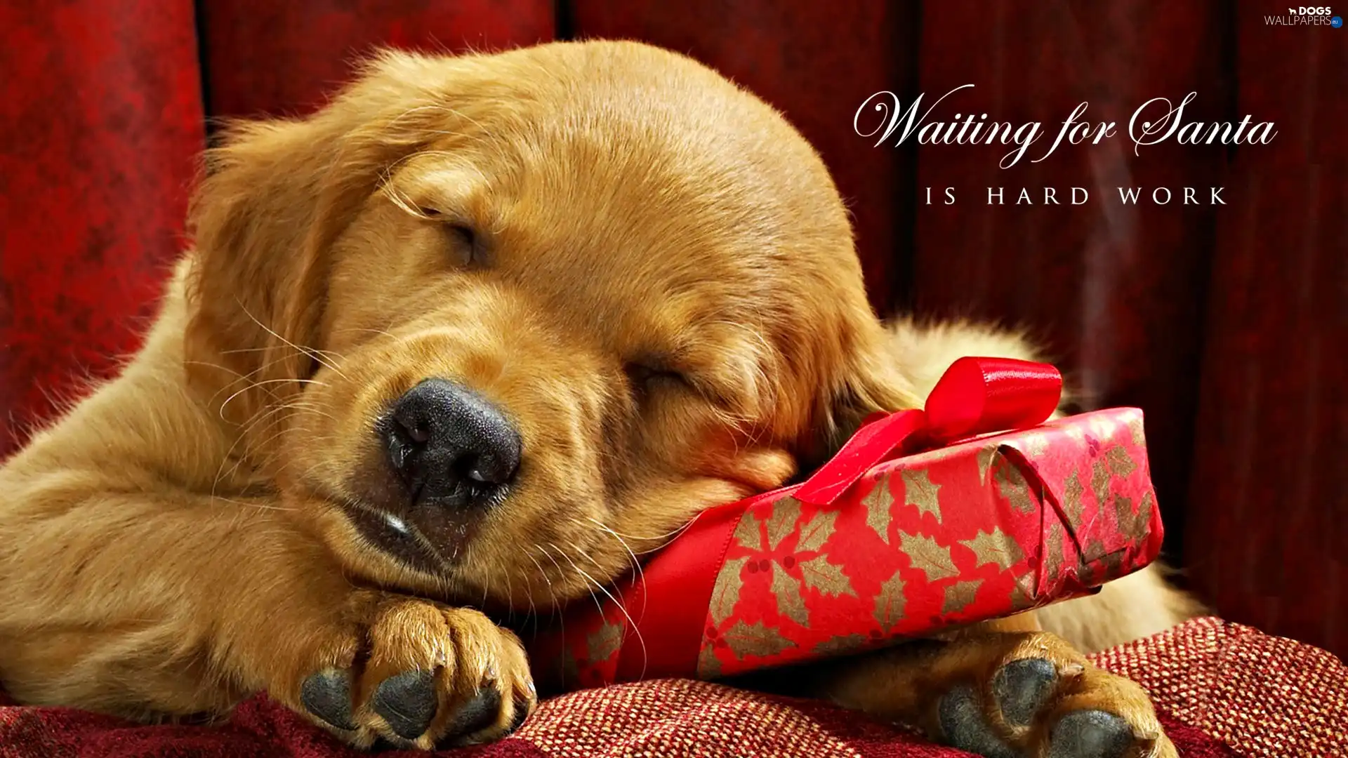 Golden Retriever, Present, sleepy, puppie