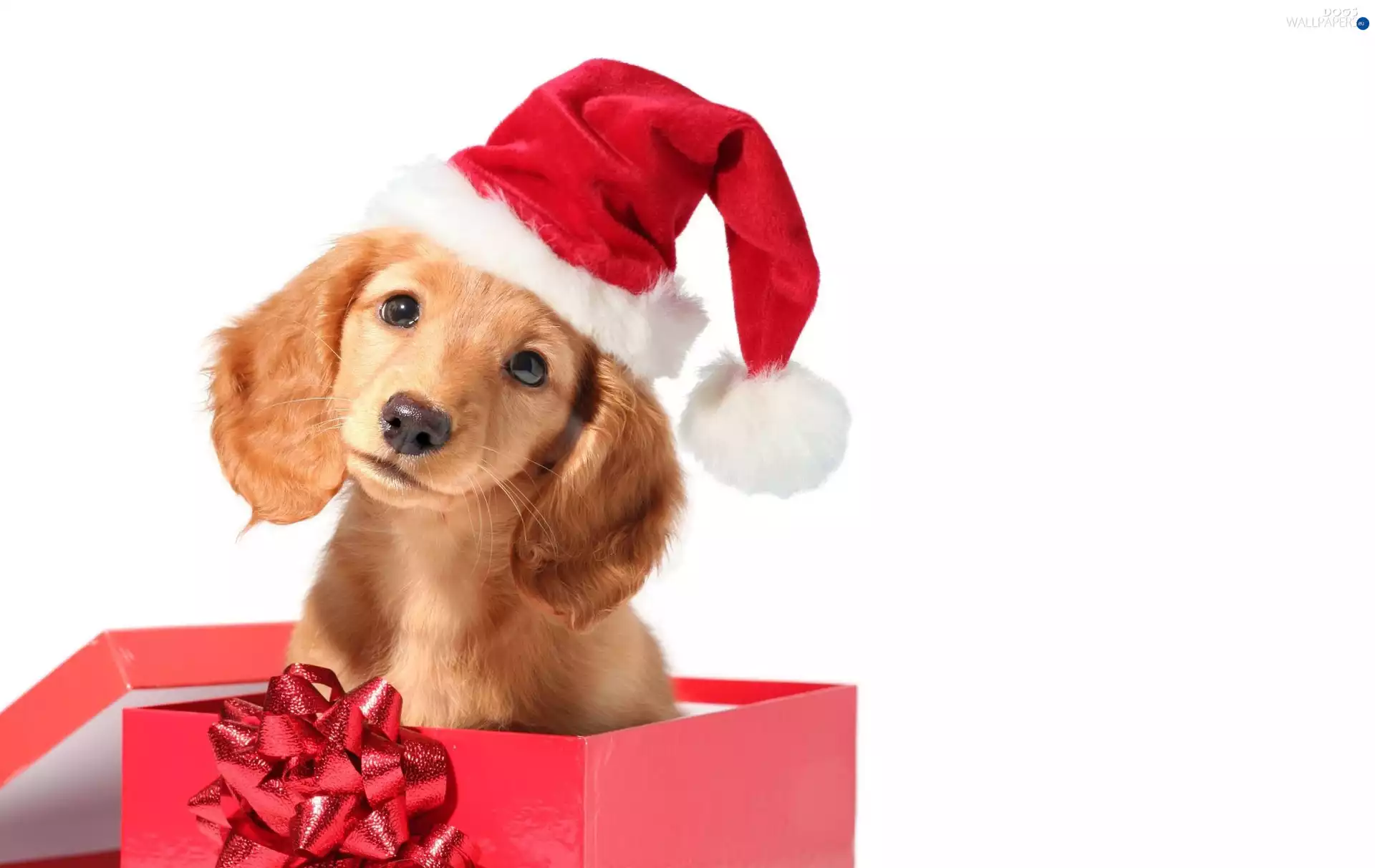 Nicholas, Present, Puppy, Hat, dog