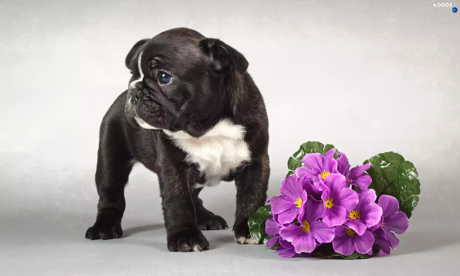 purple, Primrose, dog, Puppy, Black