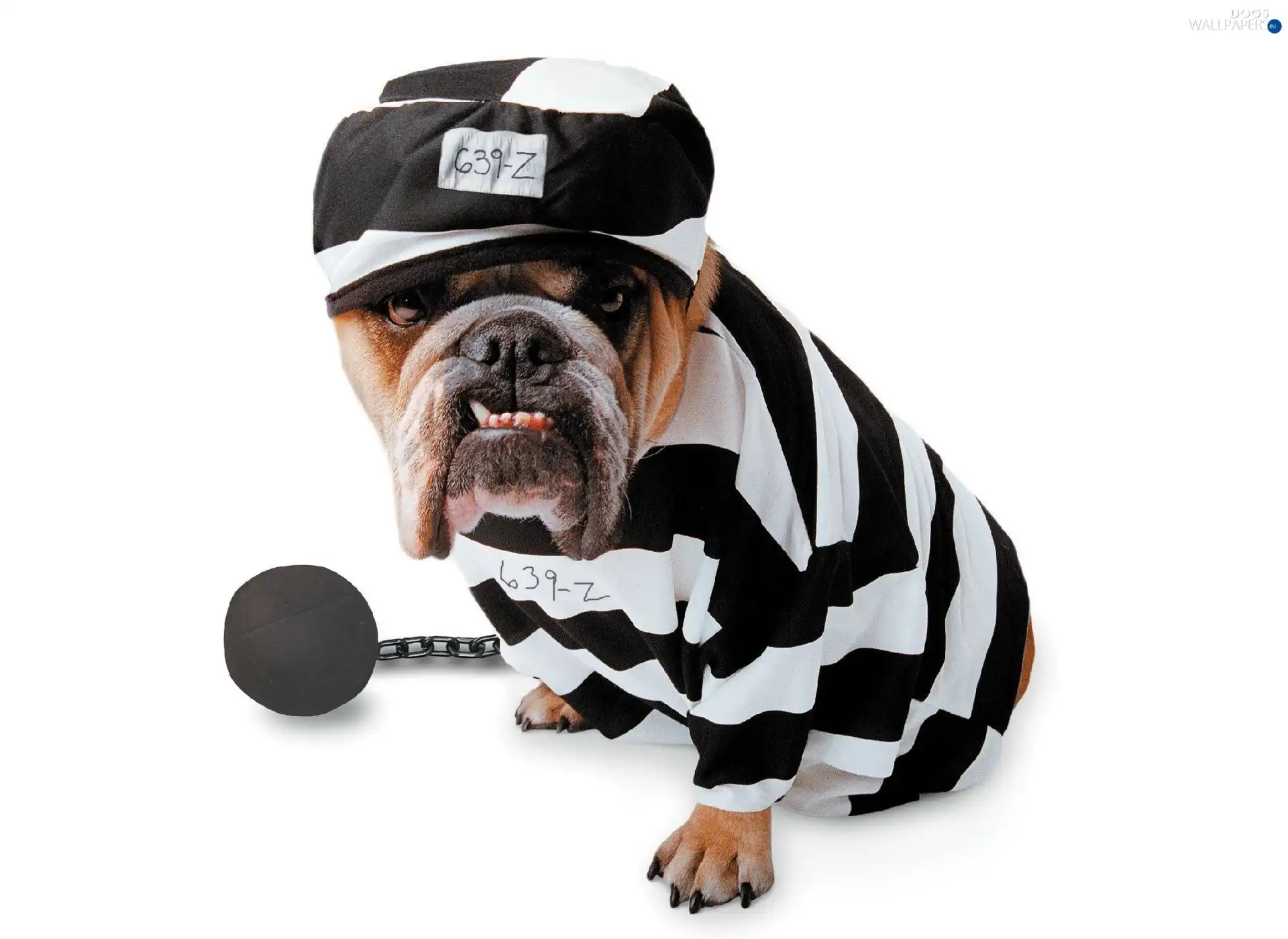 Hat, prisoner, Buldog