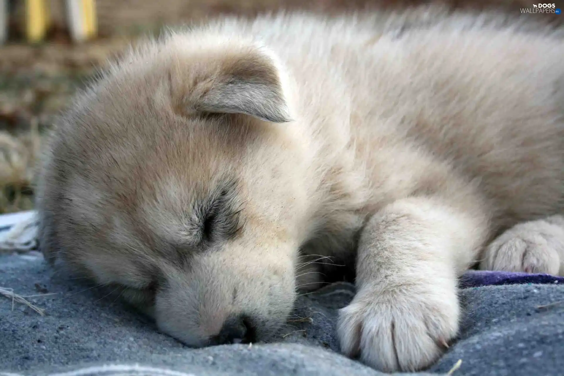 Siberian Husky, pud, sleepy, puppie