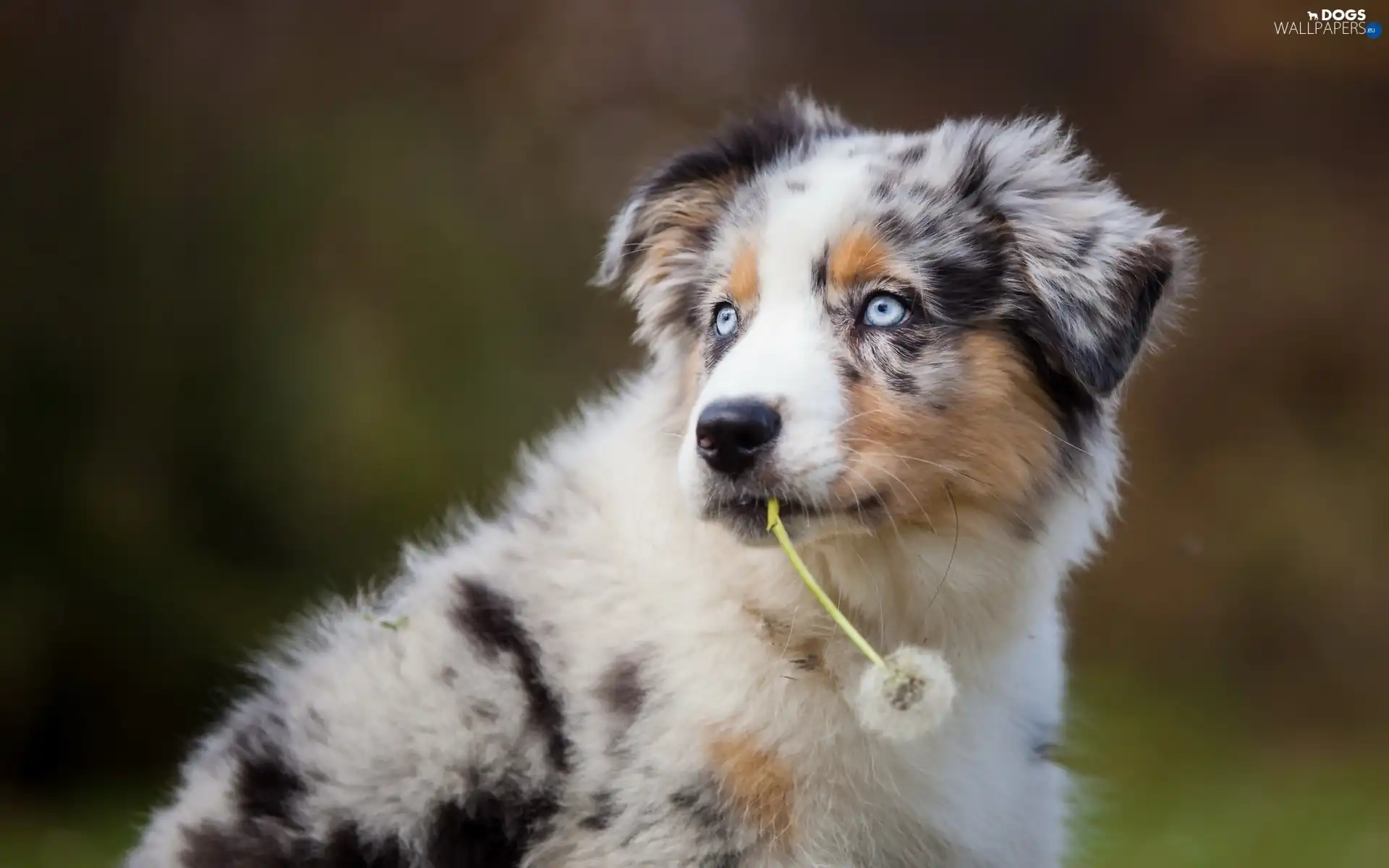 puffball, Border Collie, dog, dandelion, Puppy - Dogs wallpapers: 1920x1200