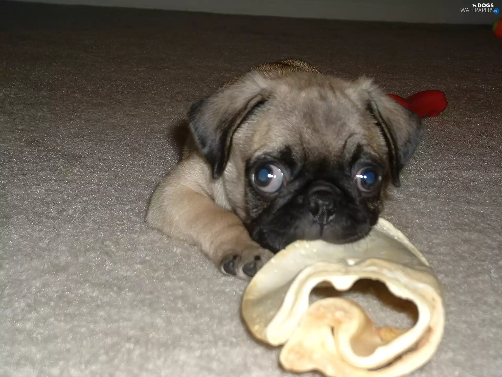 pug