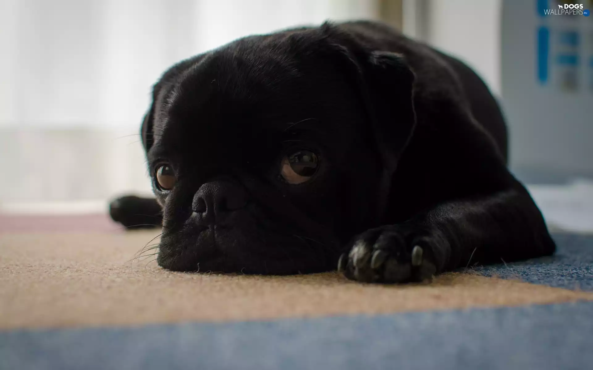 pug
