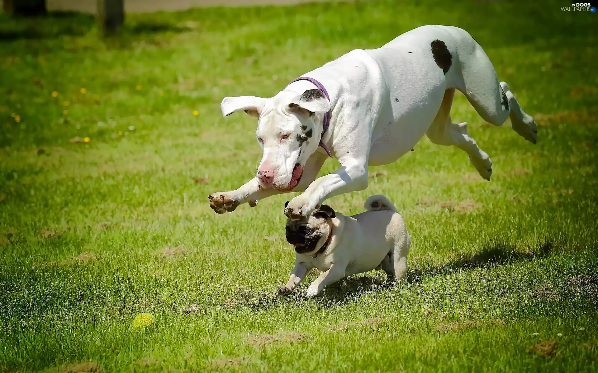 tennis, Dogs, Dog, pug, play, Ball