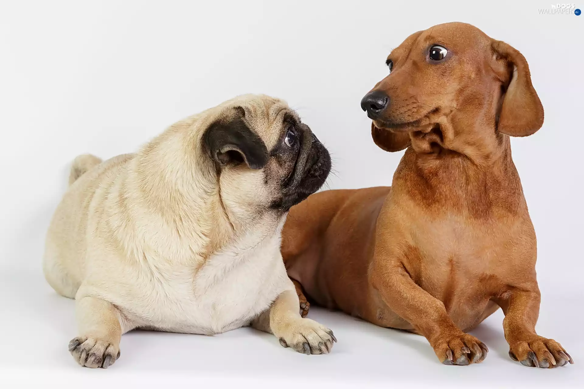 pug, Dogs, dachshund