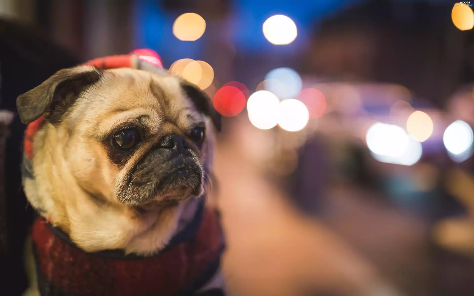 dog-collar, dog, pug