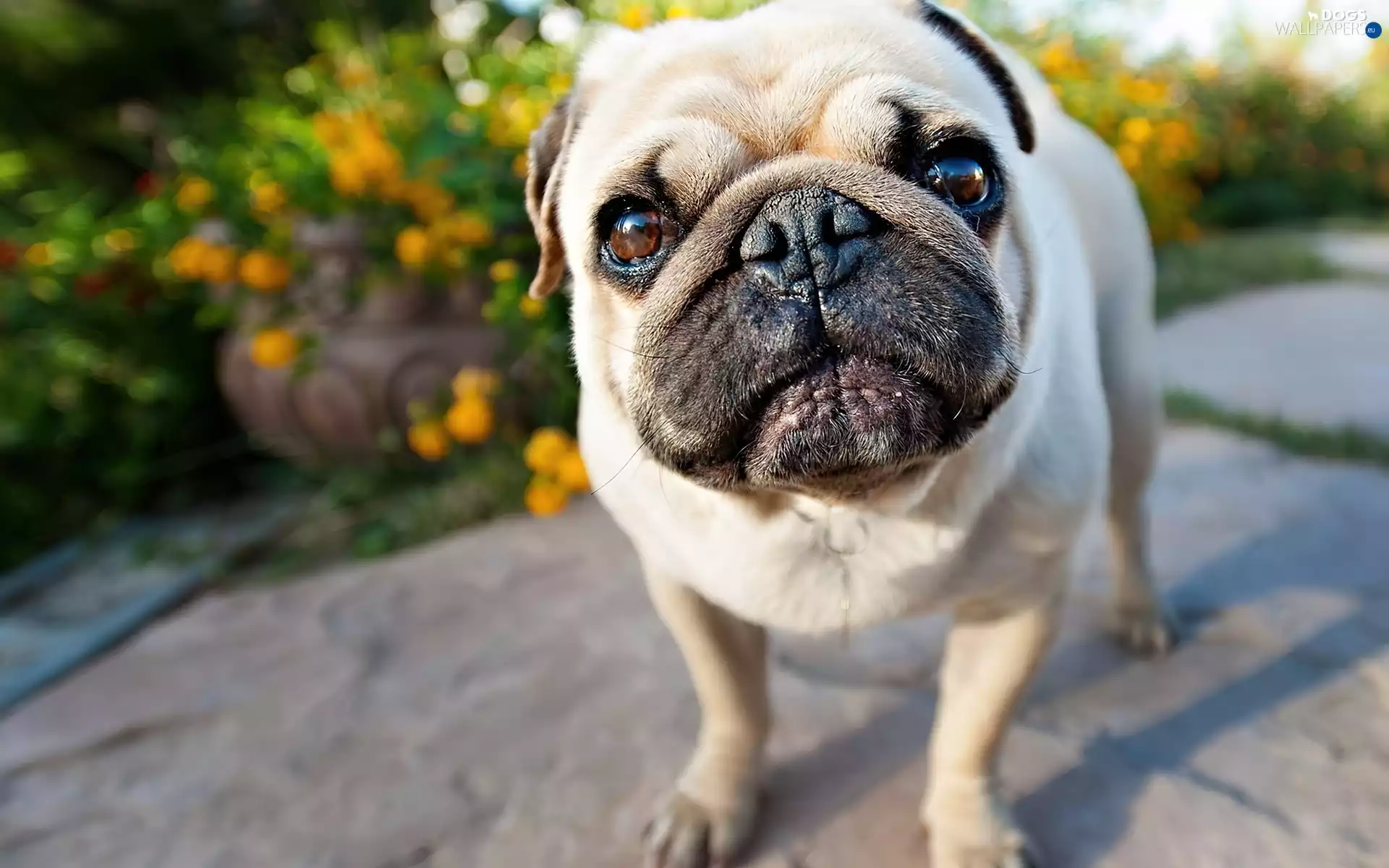 dog, mouth, Eyes, pug