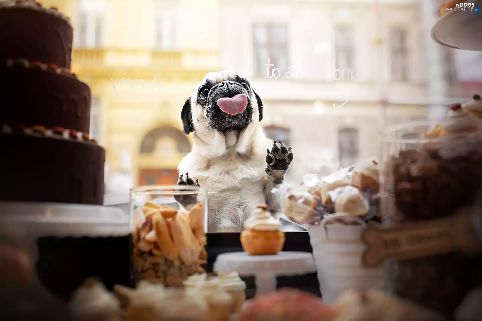dog, Tounge, Glass, pug