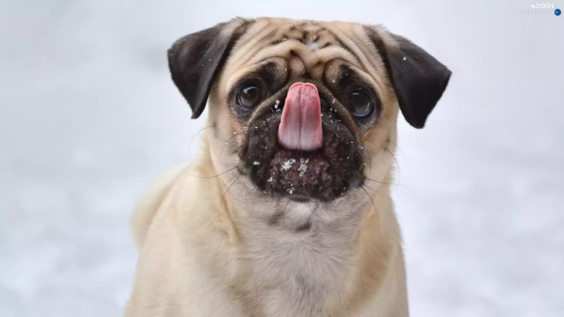 Tounge, The look, pug, Funny, dog