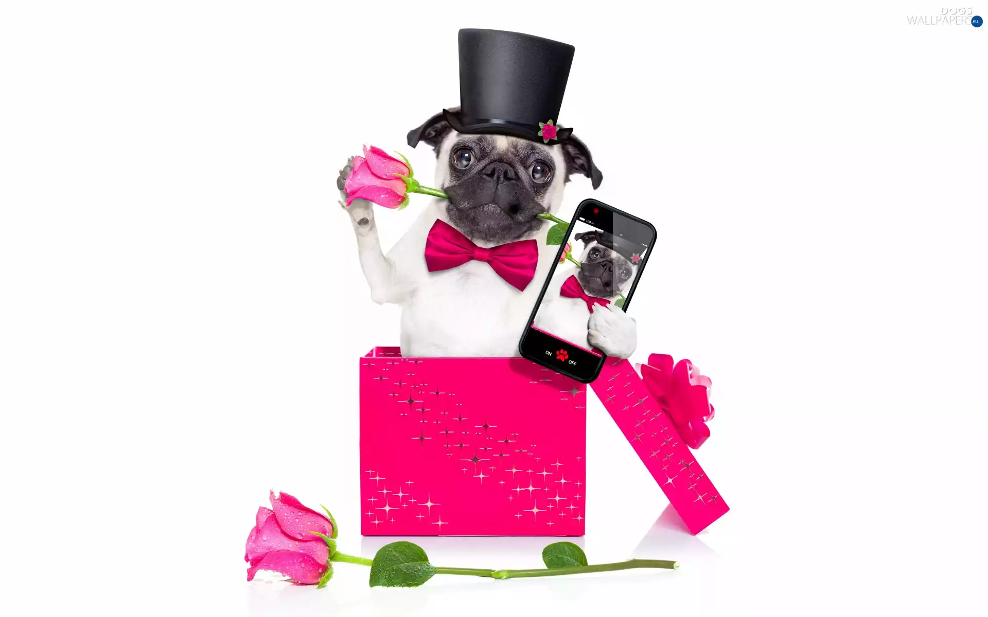 pug, bow tie, Box, cylinder, roses, dog, Funny, Telephone