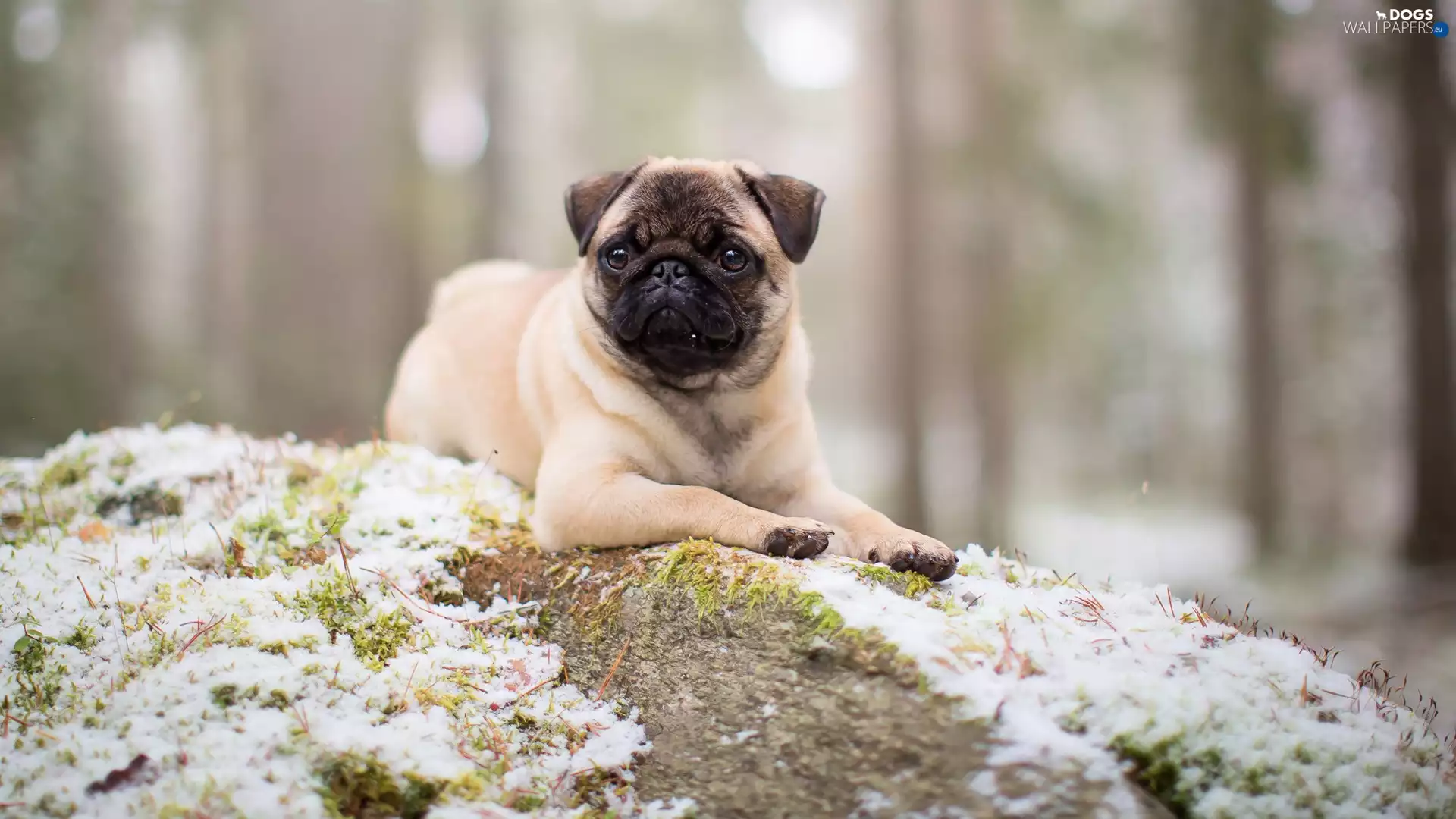 dog, elevation, snow, pug