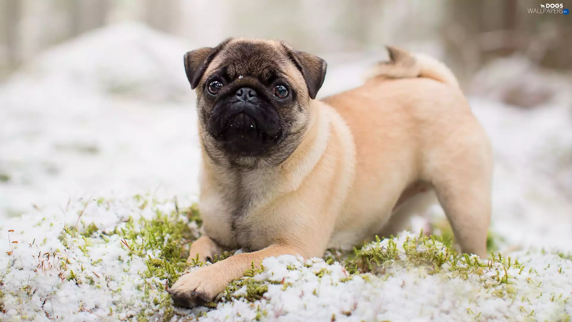 dog, grass, snow, pug