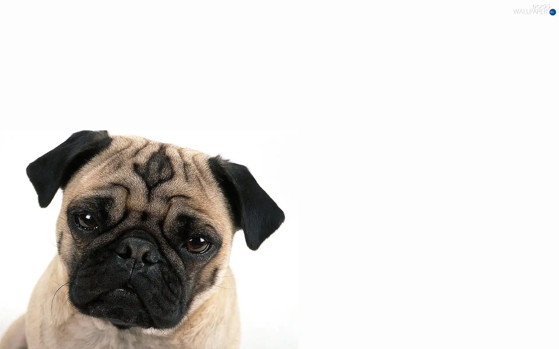 dog, pug, young
