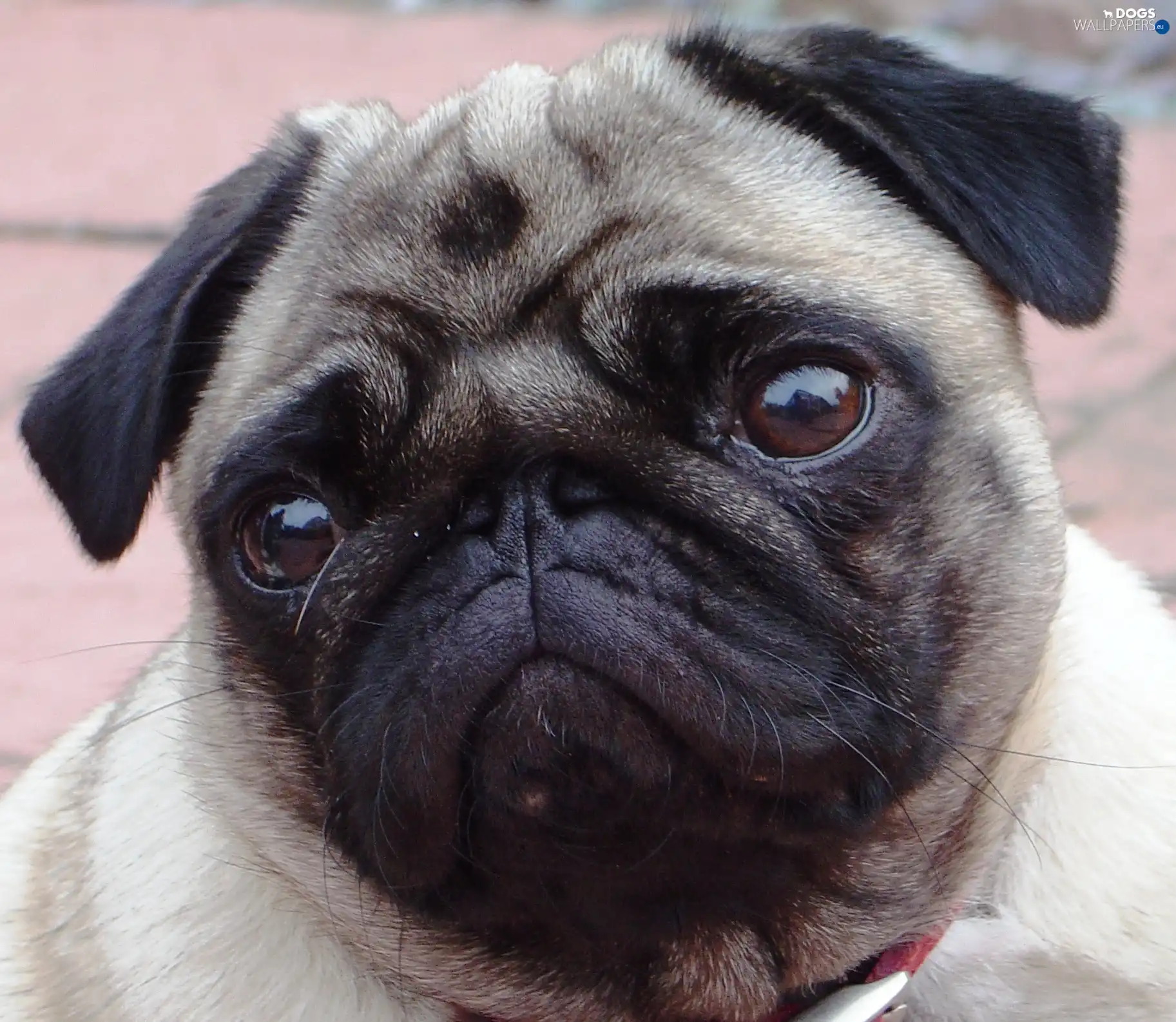 Eyes, pug, sad