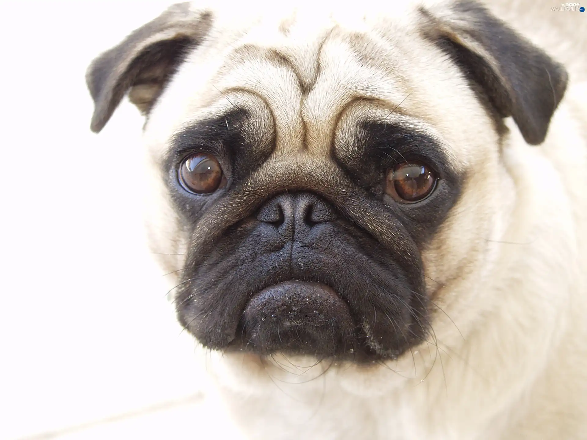 pug, mouth