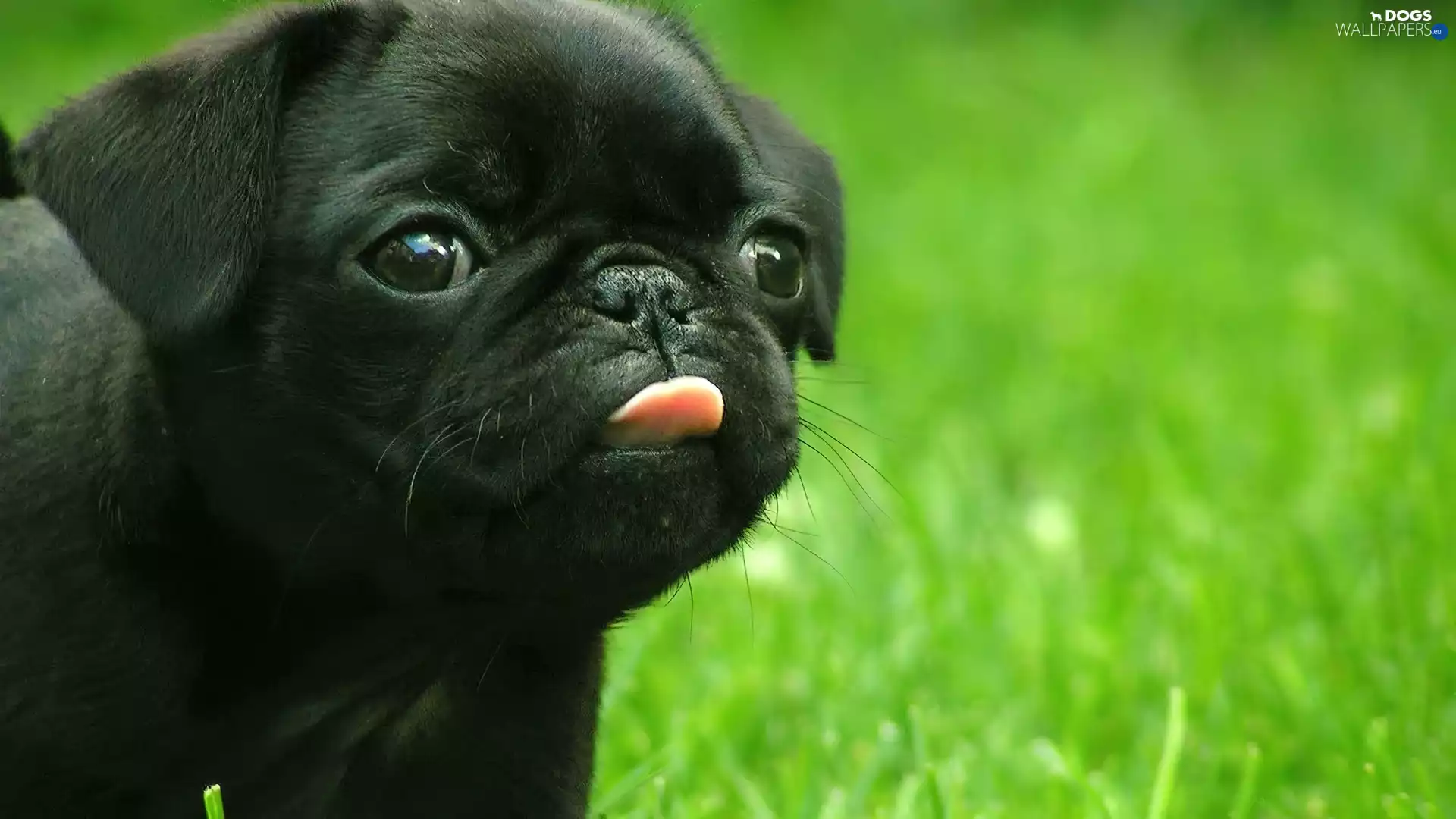 pug, Black, Puppy
