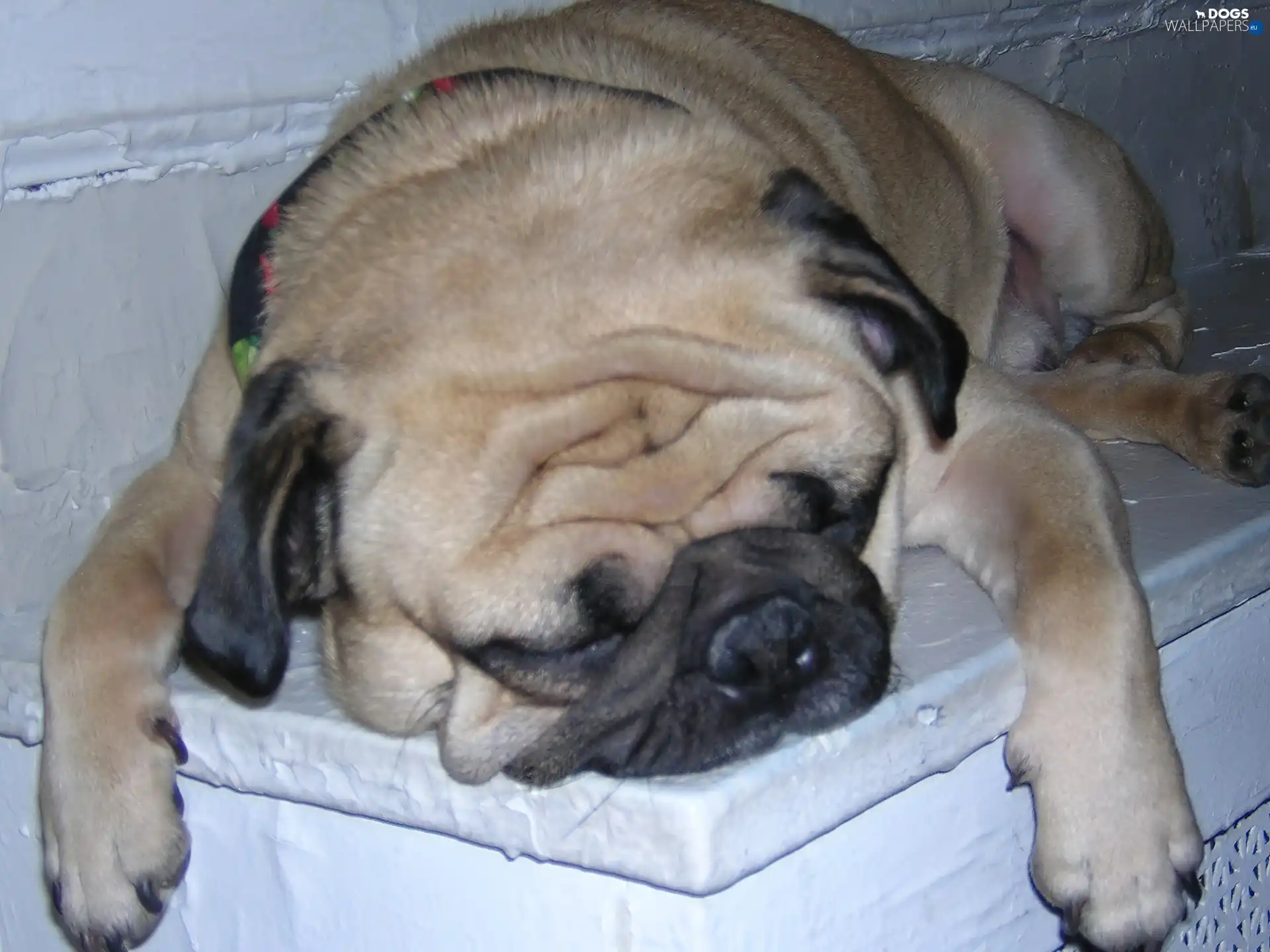 pug, sleepy
