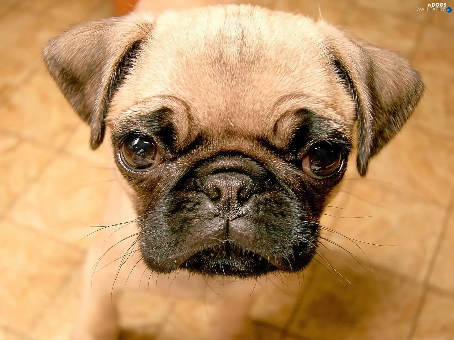pug