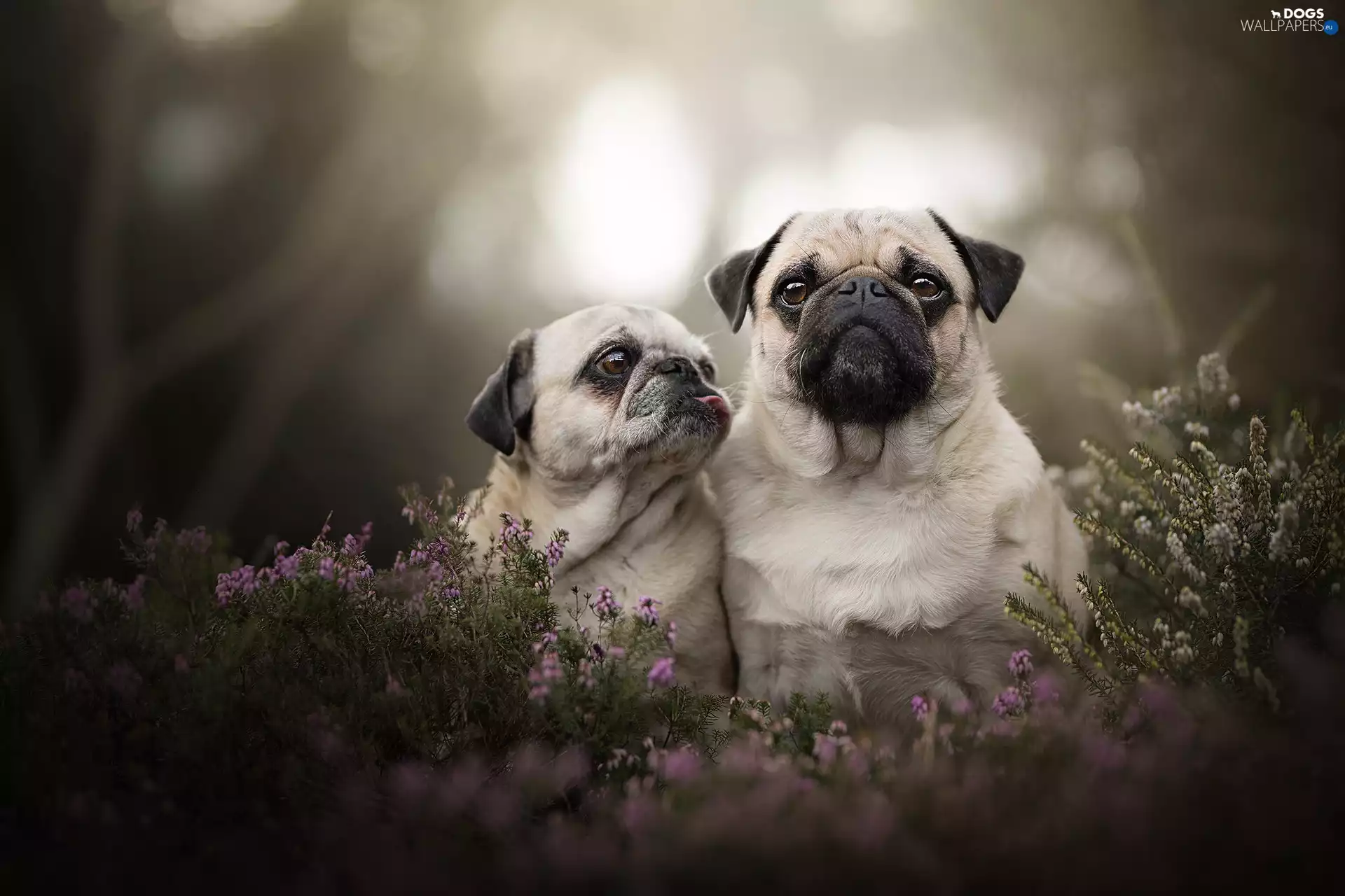 pugs, heather