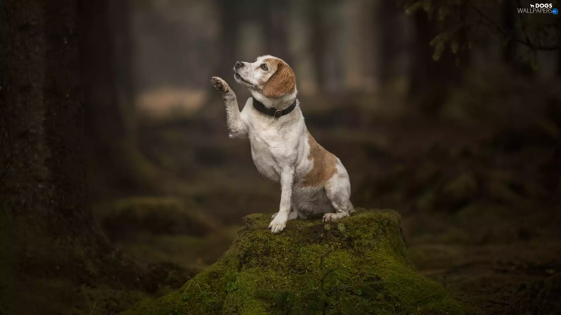 pud, Beagle, Moss, pulled, dog, trunk, forest