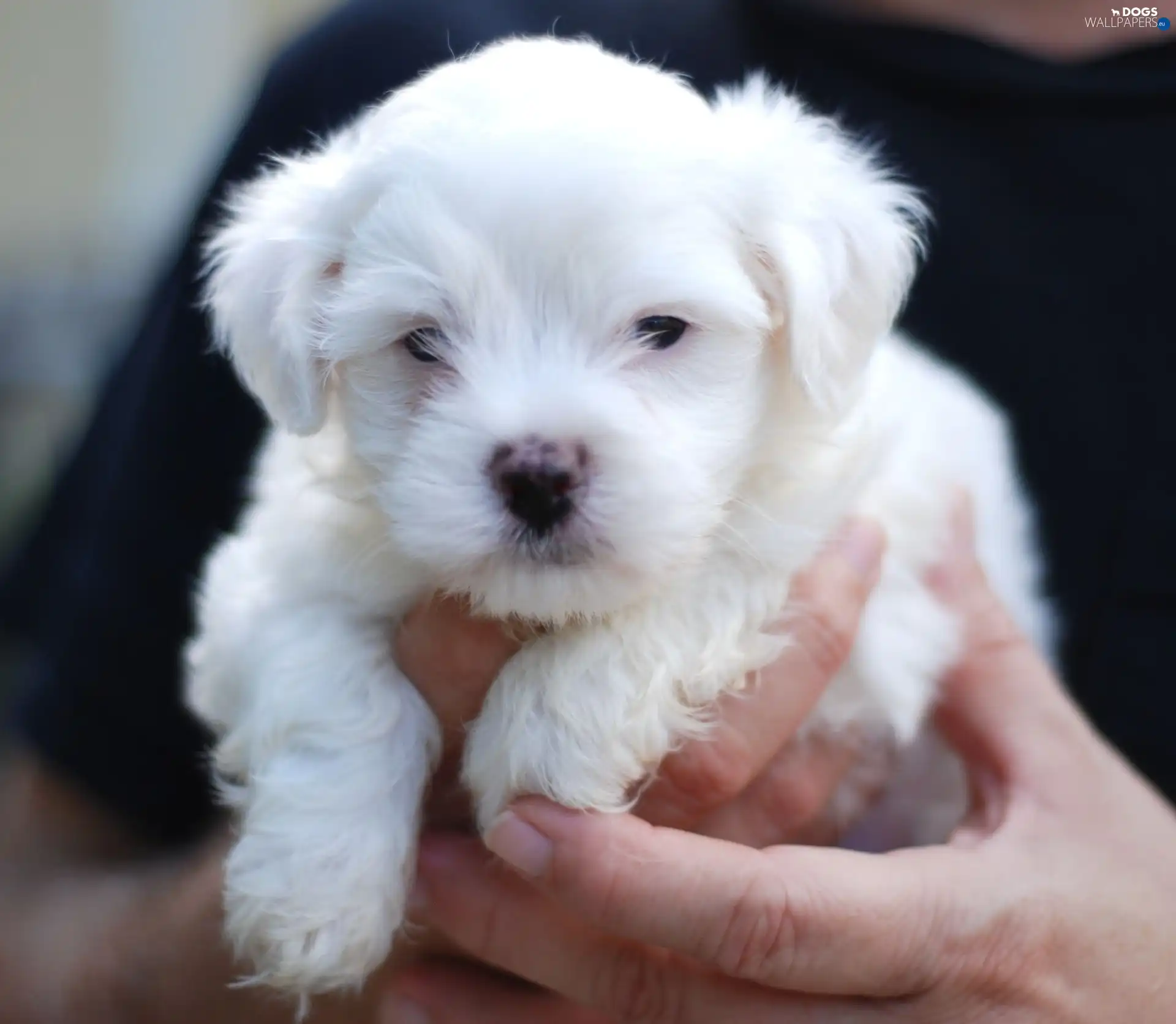 Pumi, Little