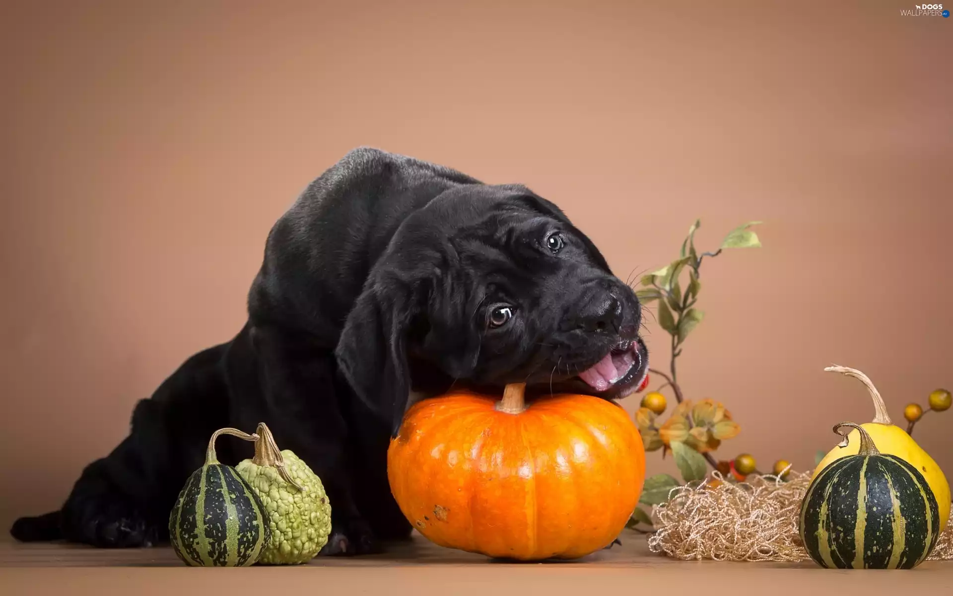 dog, pumpkin, Cane Corso, Puppy