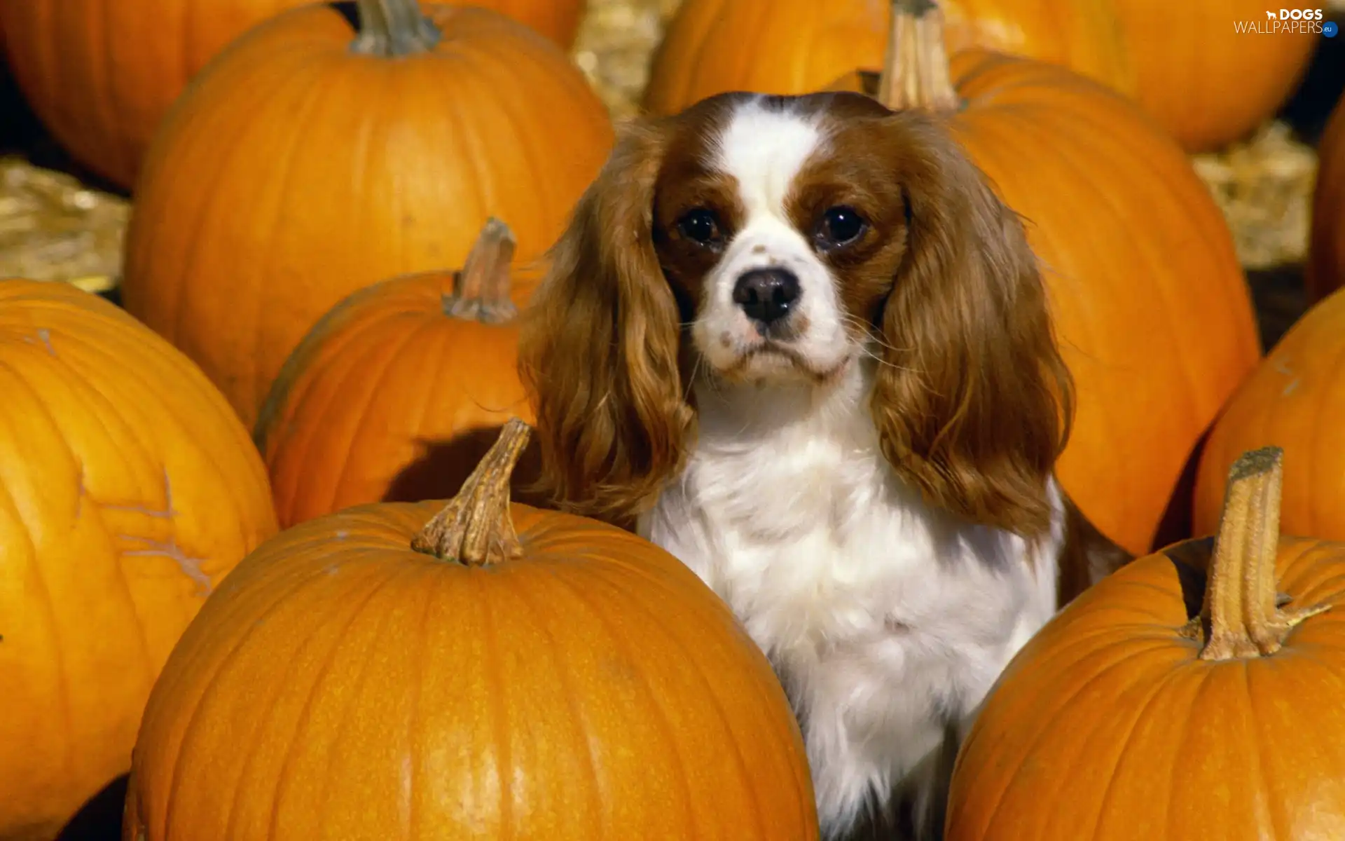 pumpkin, King Charles Spaniel