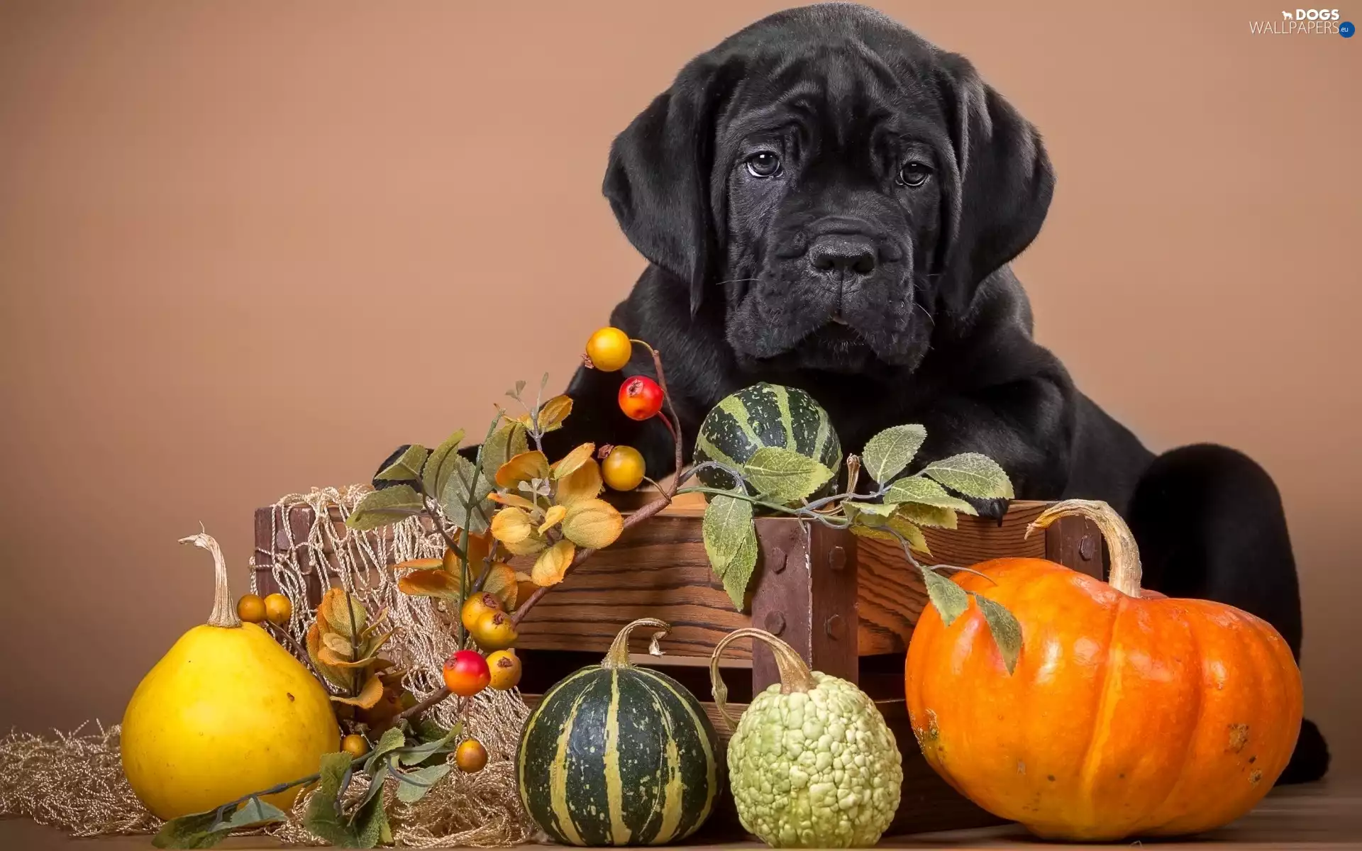 pumpkin, Black, doggy