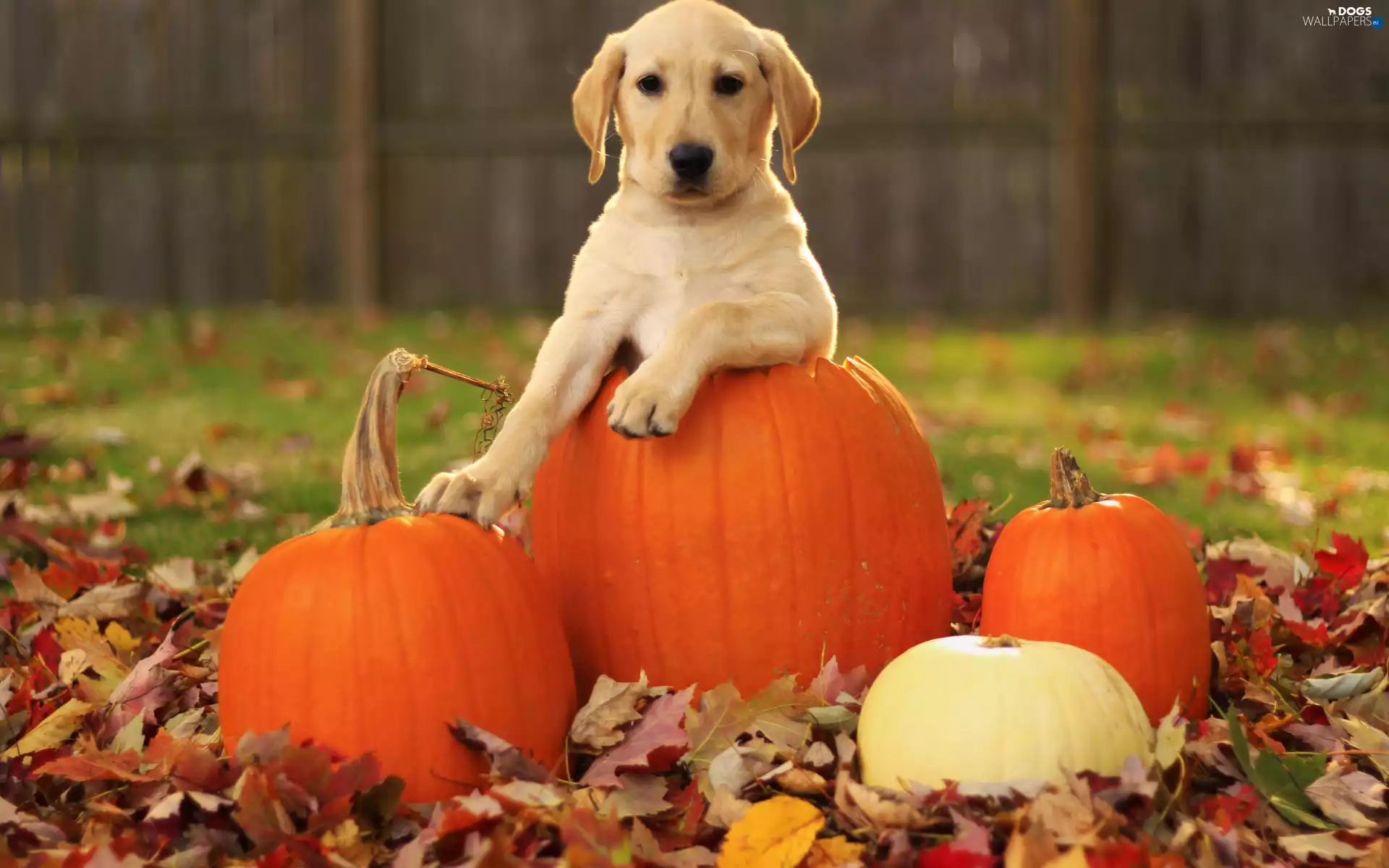 retriever, Garden, Leaf, pumpkin, autumn, fallen, blur