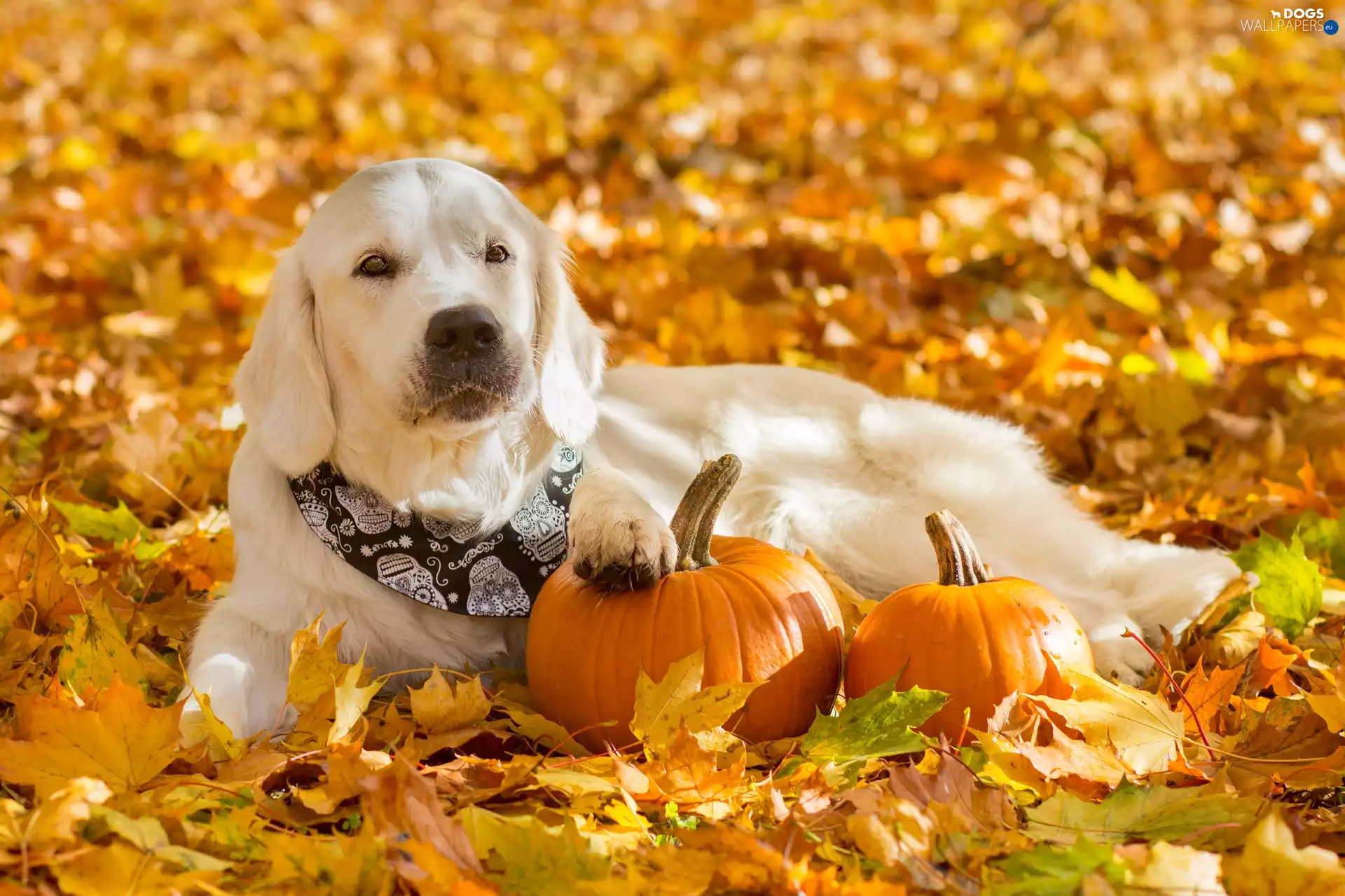 dog, pumpkin, Leaf, Golden Retriever