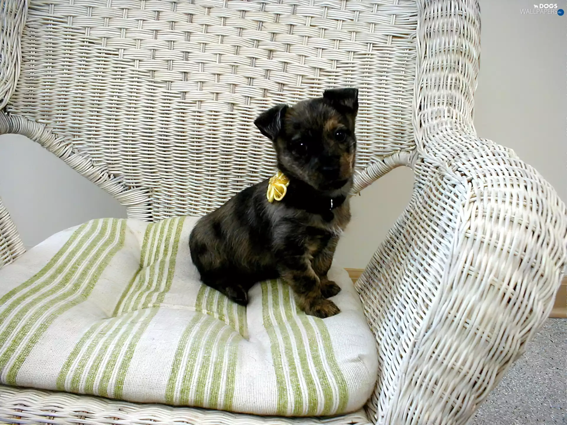 puppie, wicker, Armchair